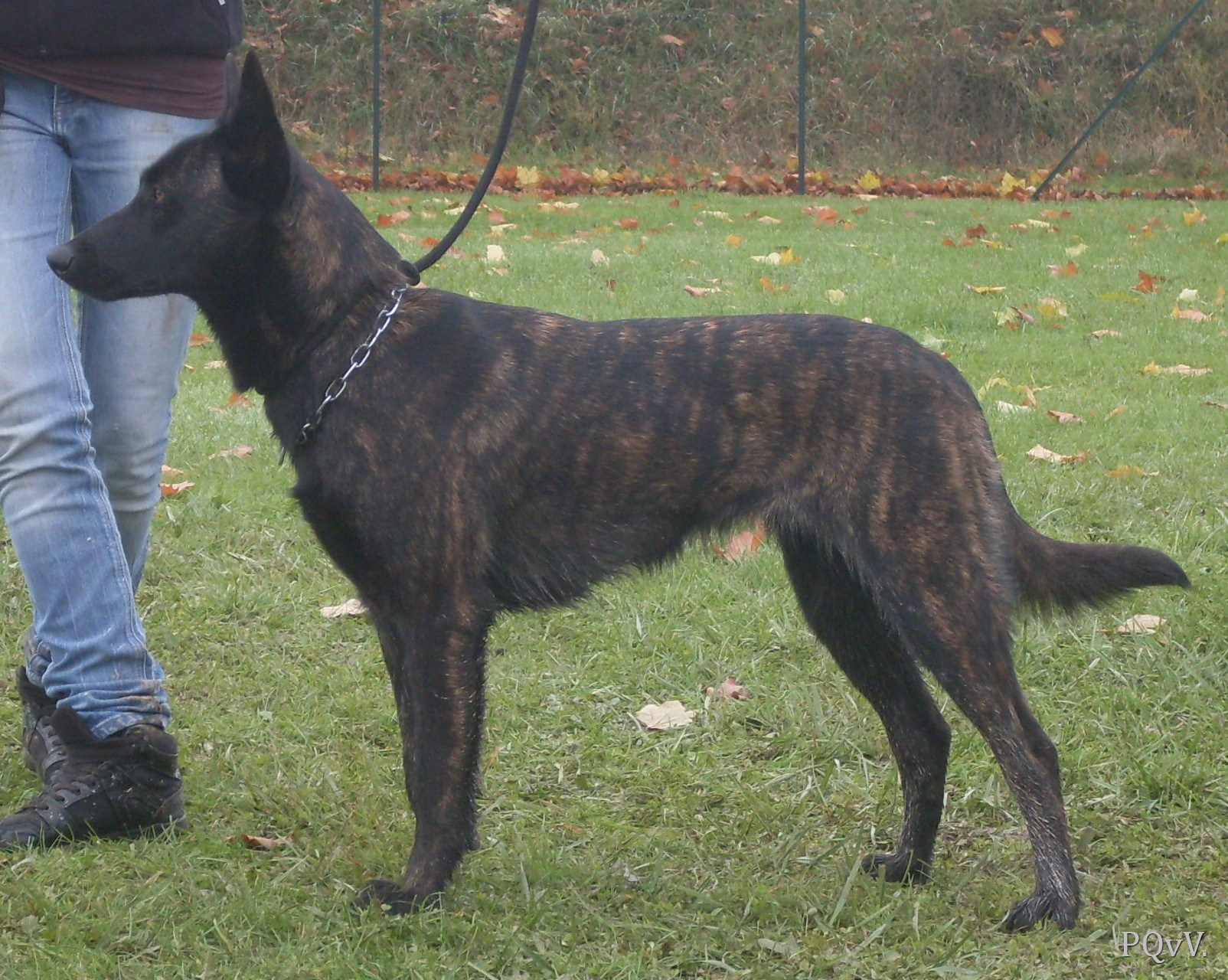  Guyna des Fonds de Gueule